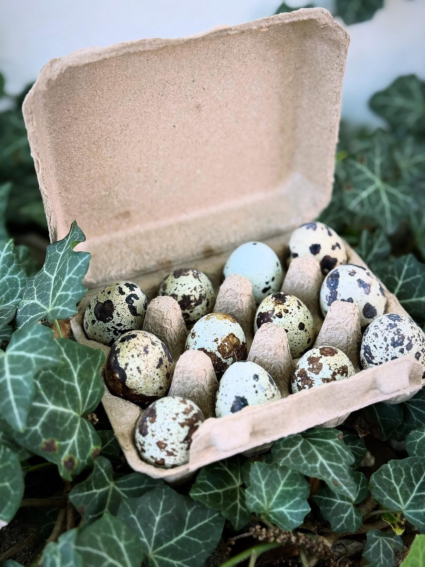 The Fancy Little Eggs - 1 dozen